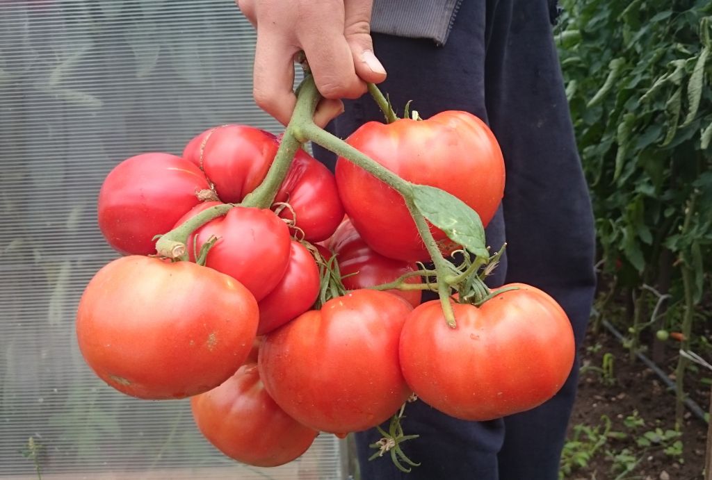 Подхранване на домати